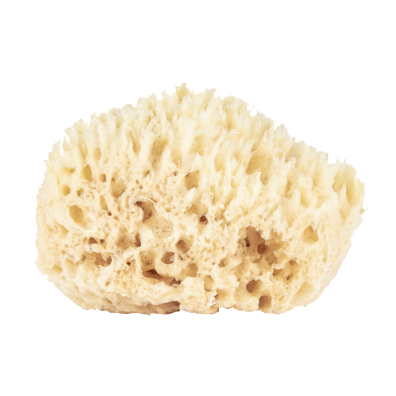 BAUDELAIRE | Wool Sponge Boxed Small