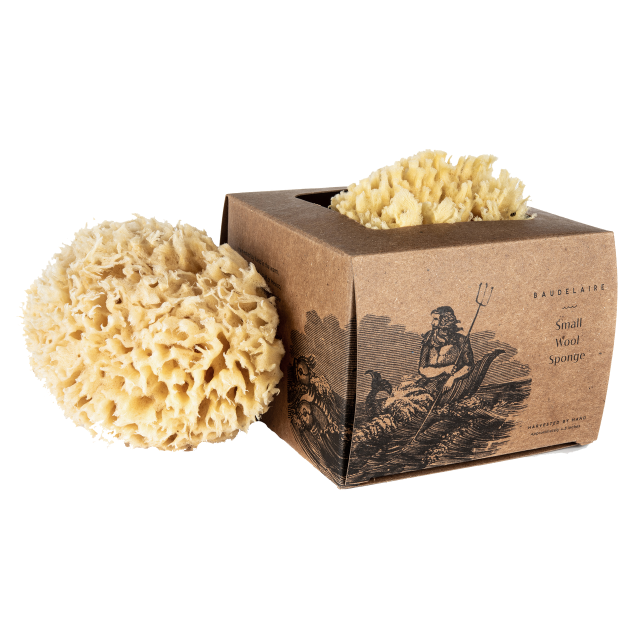 BAUDELAIRE | Wool Sponge Boxed Small