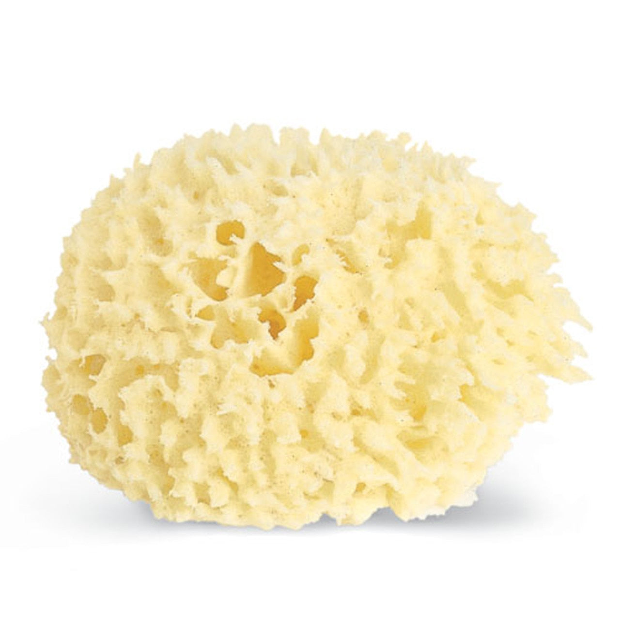 Natural Wool Sponge 4.5in